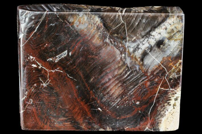 Colorful, Polished Petrified Wood Slab - Circle Cliffs, Utah #104699
